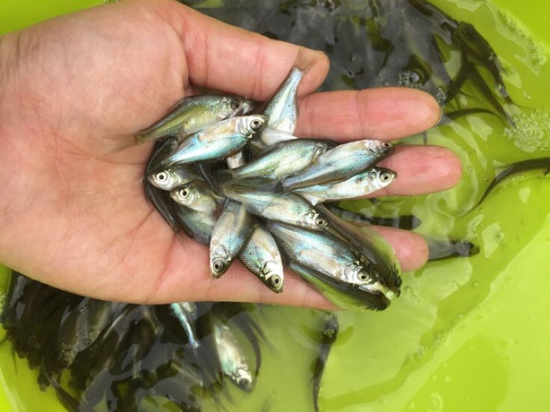 鳊鱼活鱼10cm以下