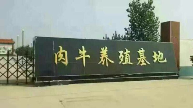 三元杂交牛200~300斤