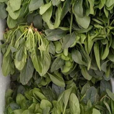大叶菠菜15~20厘米