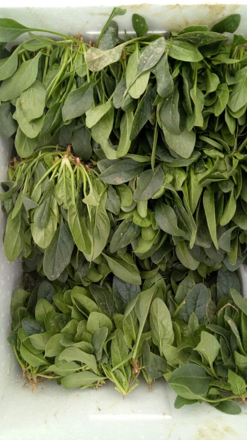 大叶菠菜15~20厘米