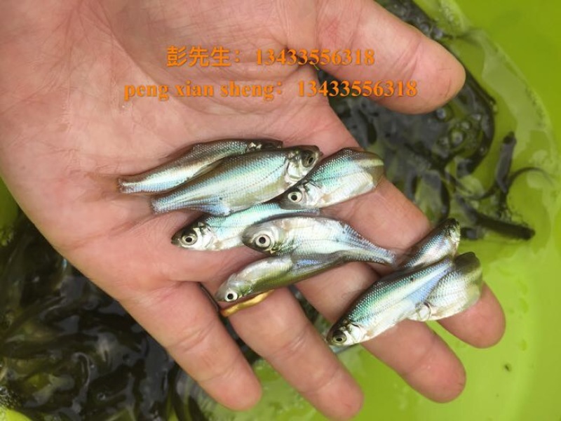 鳊鱼活鱼3-5公分左右