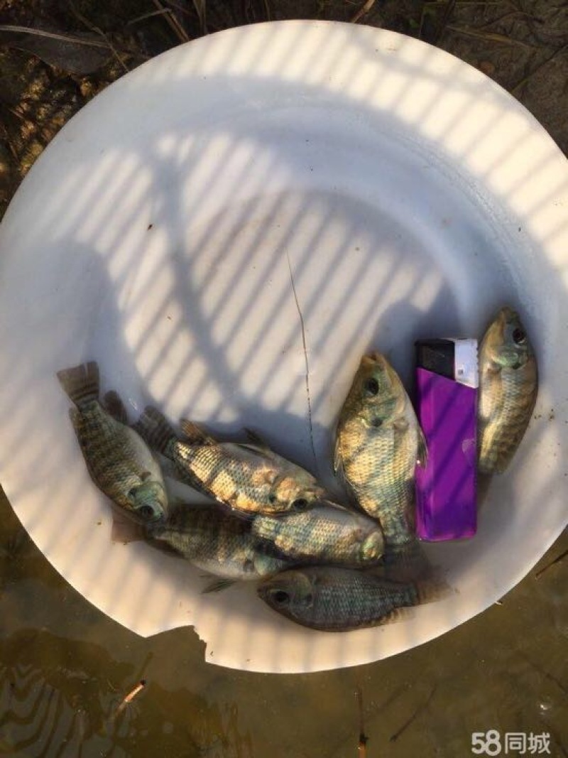 罗非鱼活鱼