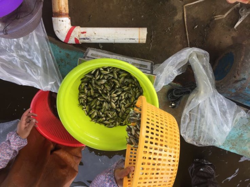 罗非鱼活鱼