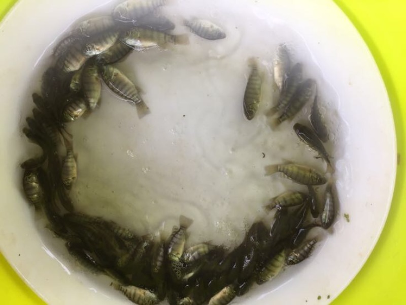 鲫鱼苗3~5公分
