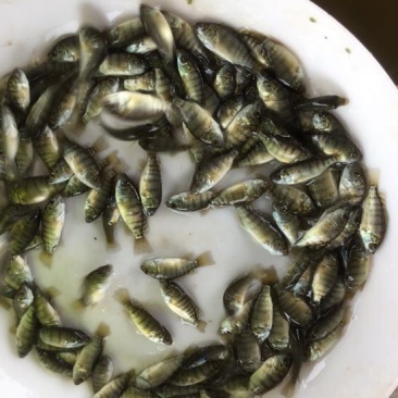鲫鱼苗3~5公分