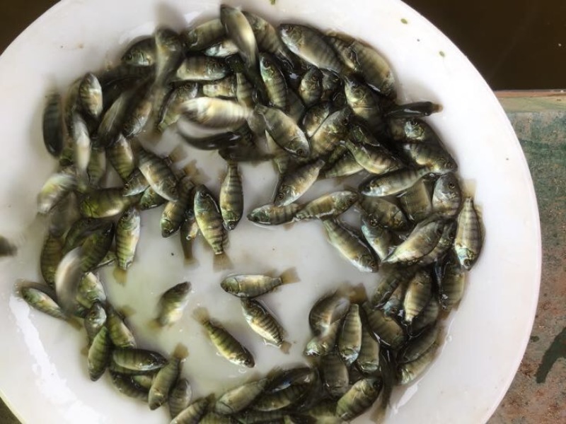 鲫鱼苗3~5公分