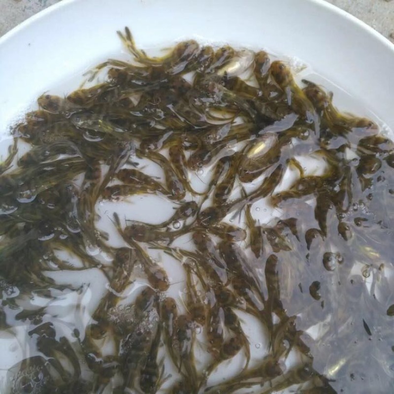 黄颡鱼苗4-6公分左右