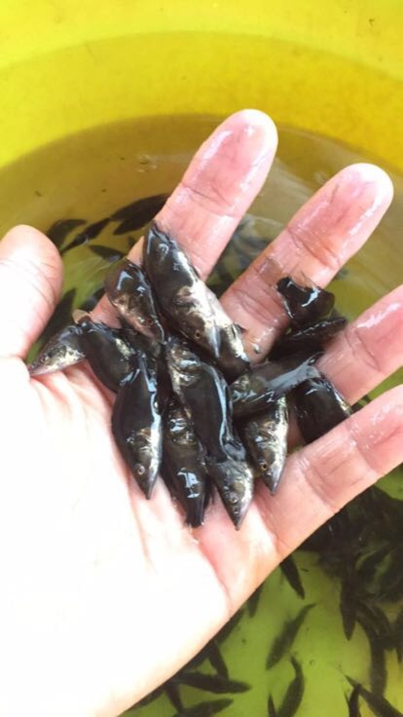 鳜鱼活鱼10~20cm