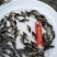 鳜鱼活鱼10~20cm
