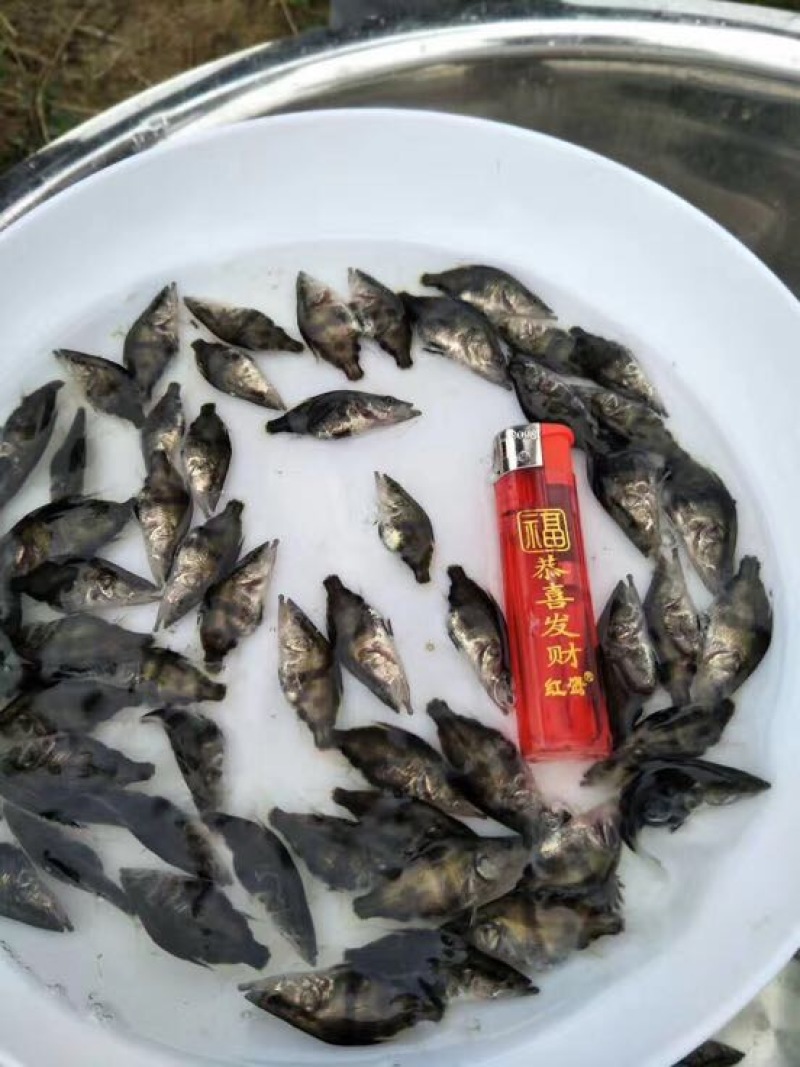 鳜鱼活鱼10~20cm