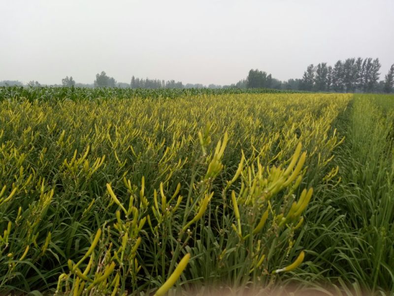 黄花菜袋装一级