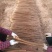 铁棍山药3~4厘米70~90厘米特级