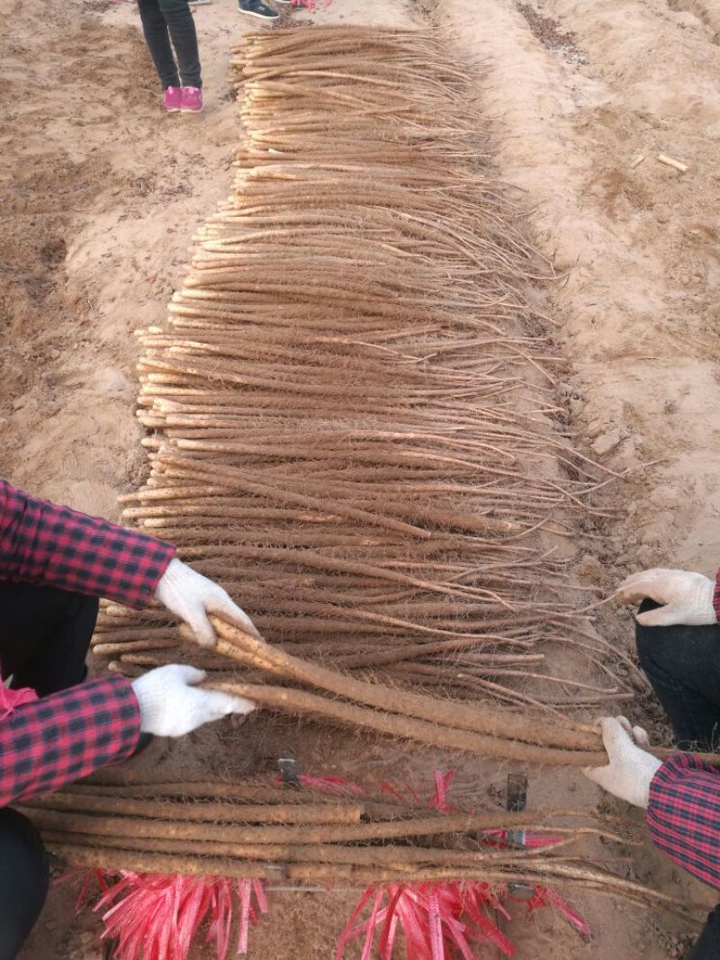 铁棍山药3~4厘米70~90厘米特级