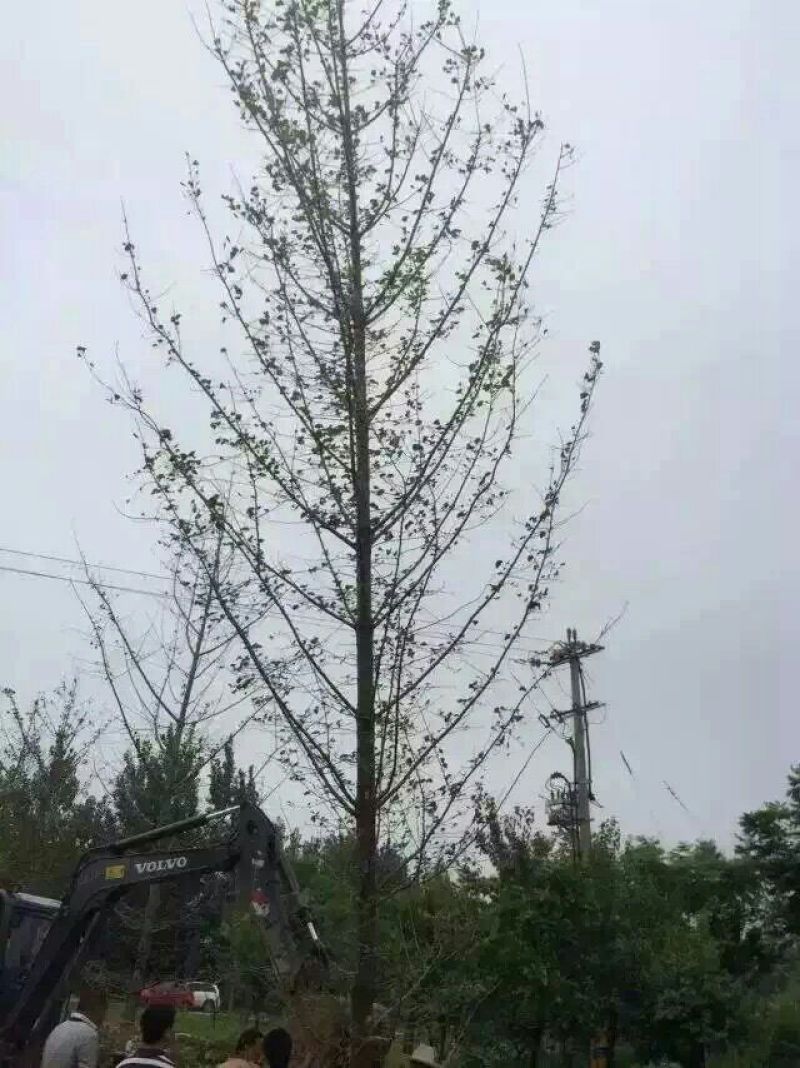 银杏树12公分，基地直供，一手货源无中介。现场打号挖树