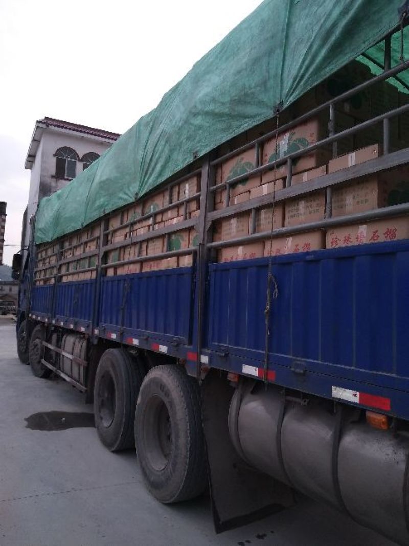 产地发货5000亩、番石榴新树果产地发货、