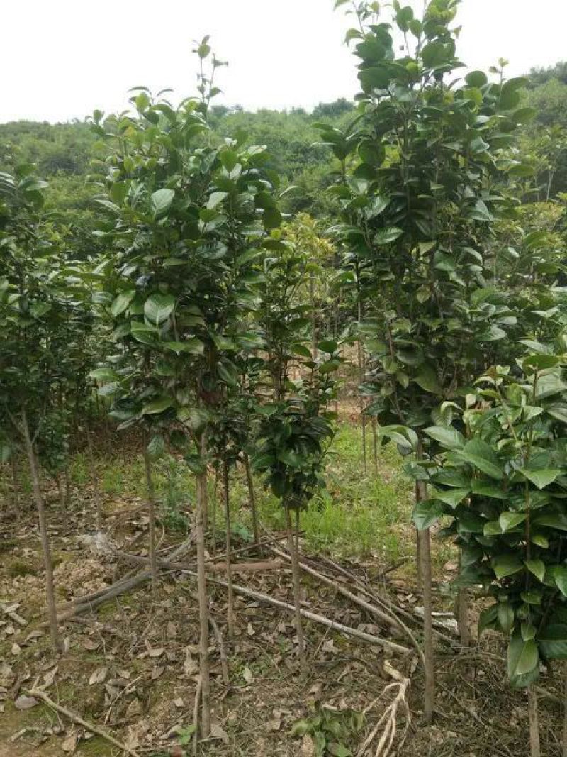 茶花树