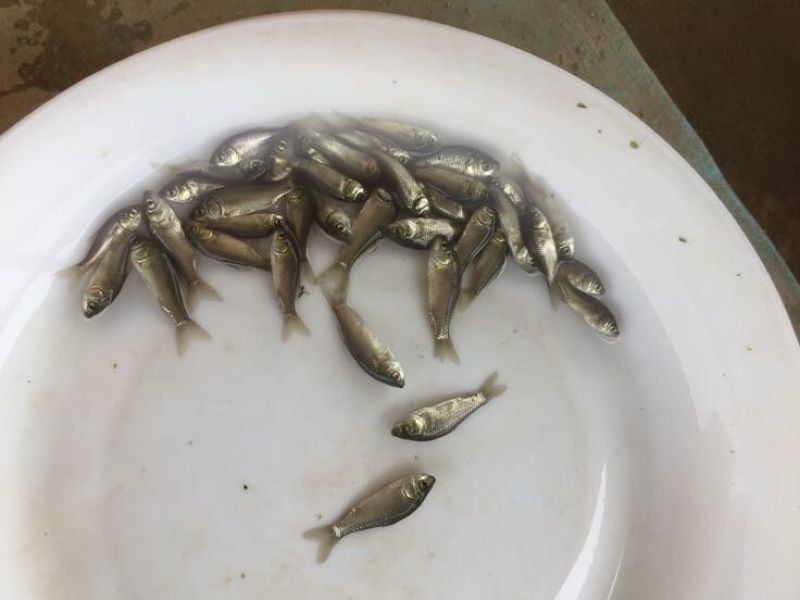 鲫鱼苗3~5公分