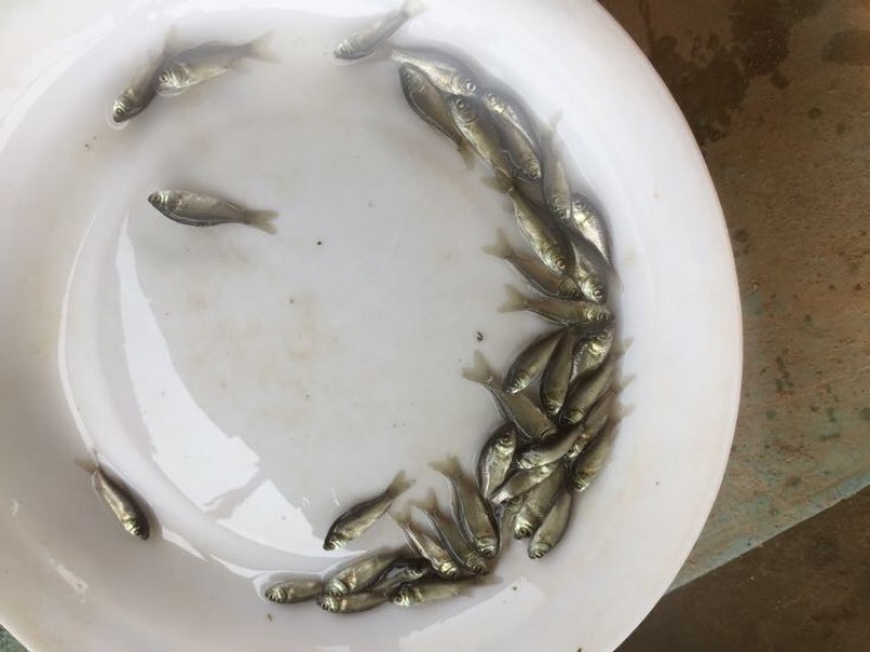 鲫鱼苗3~5公分