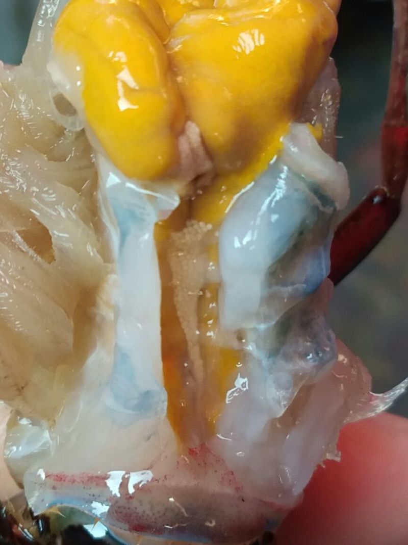 小龙虾种虾～优质品种繁殖快