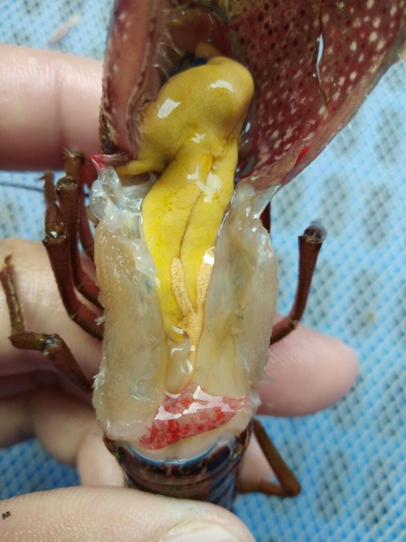 小龙虾种虾～优质品种繁殖快