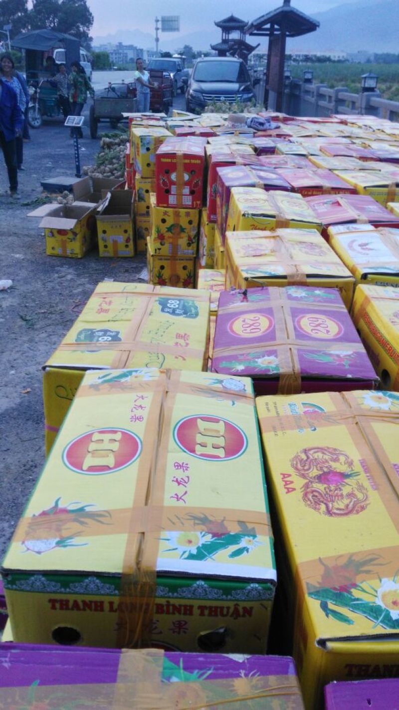 广东徐闻新苗苟葛白地瓜应季节凉薯沙苟