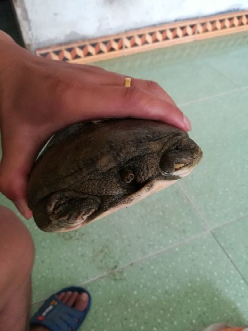 野生甲鱼假一赔千