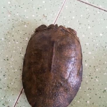 野生甲鱼假一赔千