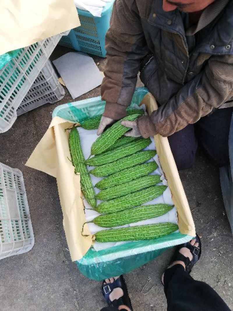 山东省兰陵县，优质苦瓜大量上市，个头均匀色泽鲜艳
