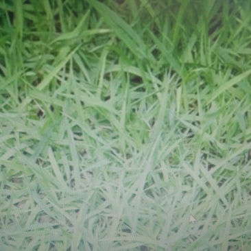 结缕草