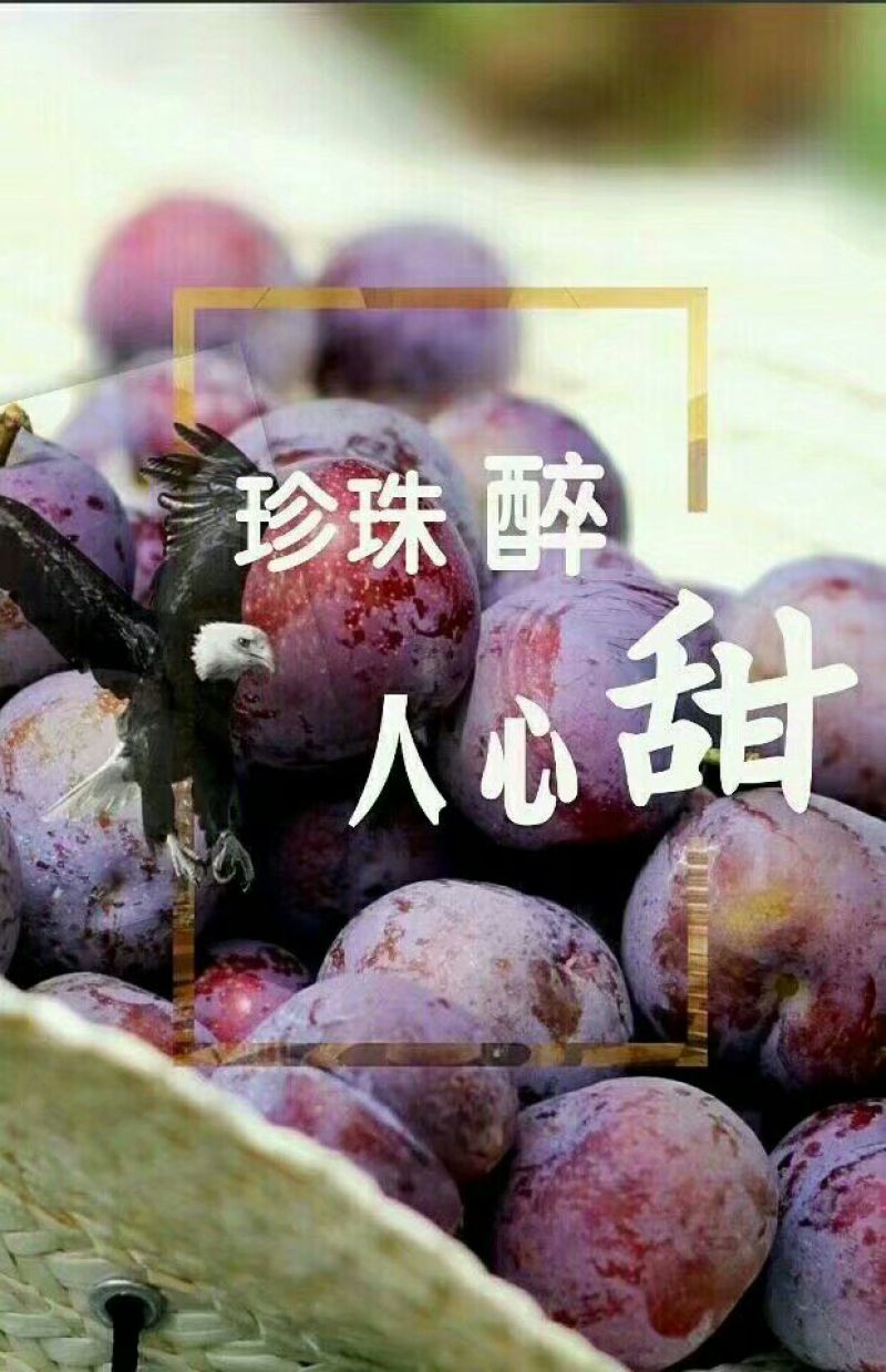 龙滩珍珠李子20~25mm