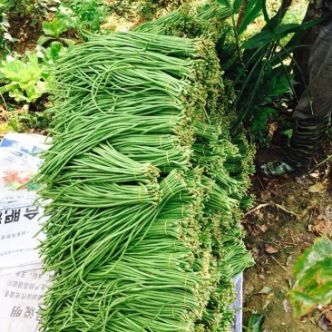 江豆