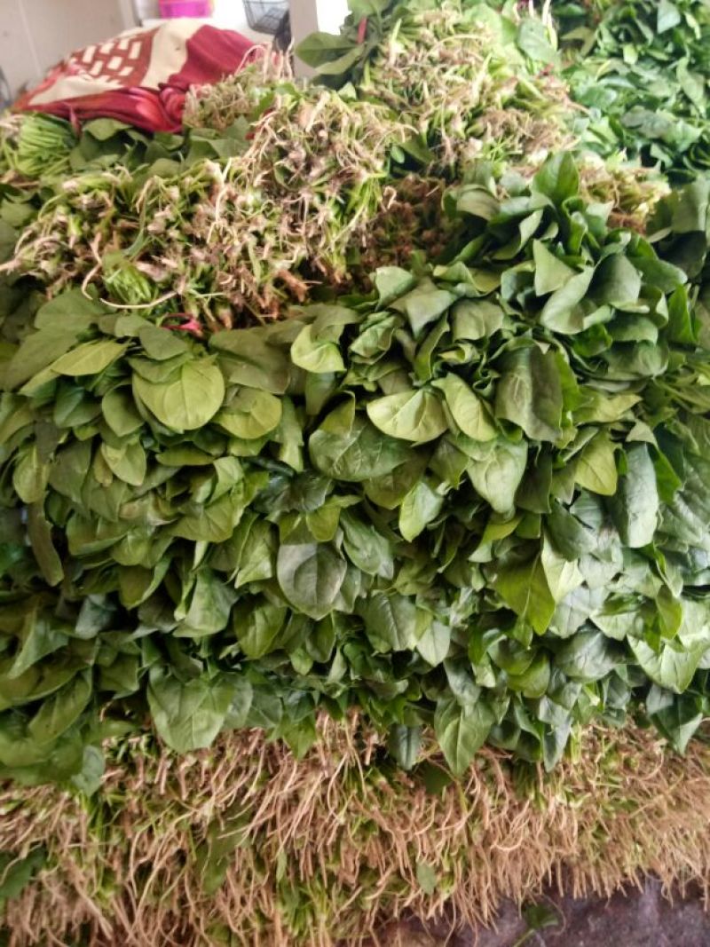 大叶菠菜20~25厘米