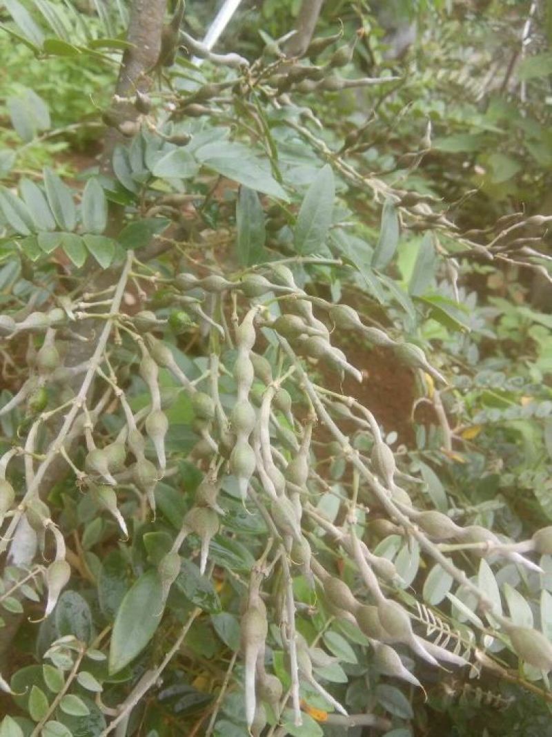 苦参种子山豆根