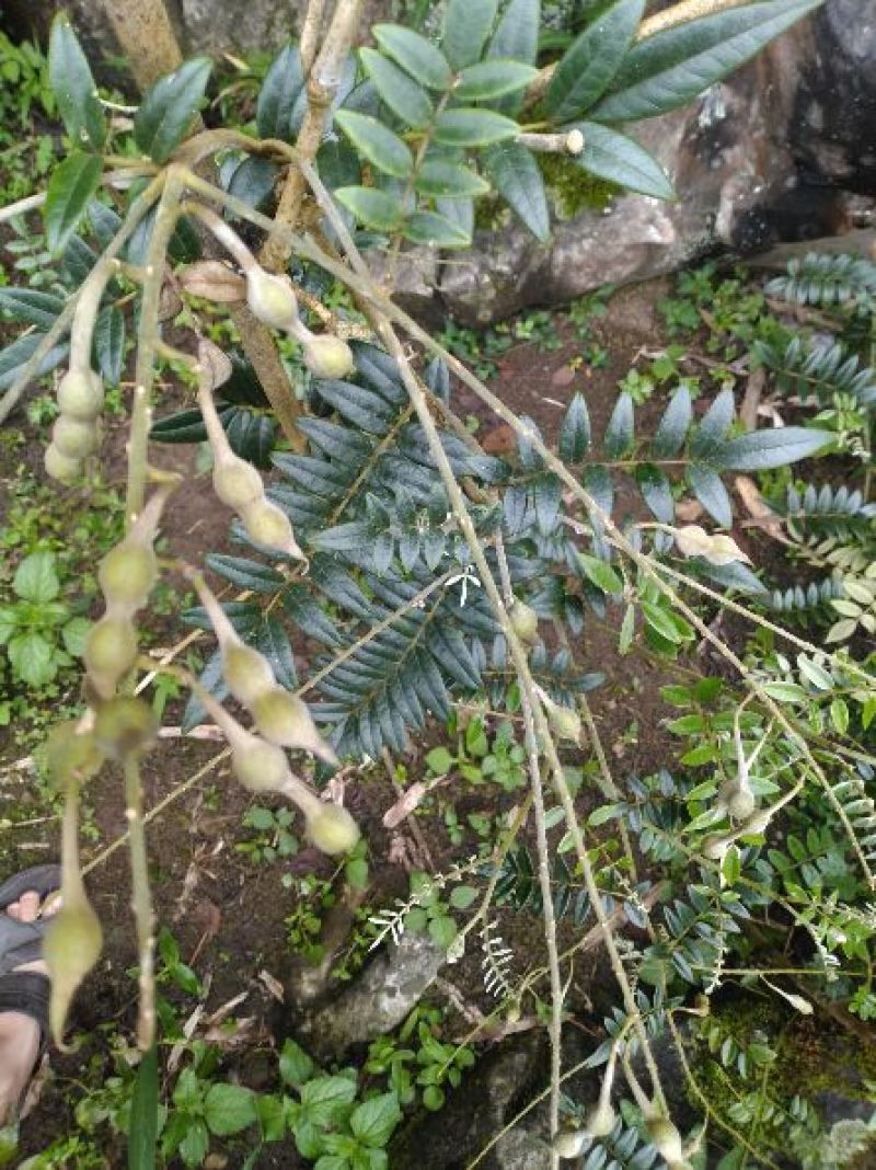 苦参种子山豆根