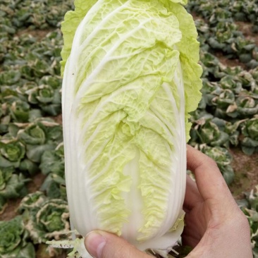 娃娃菜7~10两以上