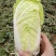 娃娃菜7~10两以上