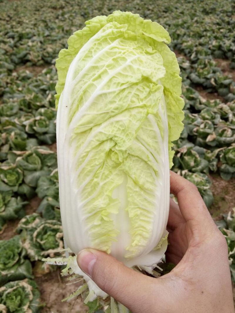 娃娃菜7~10两以上