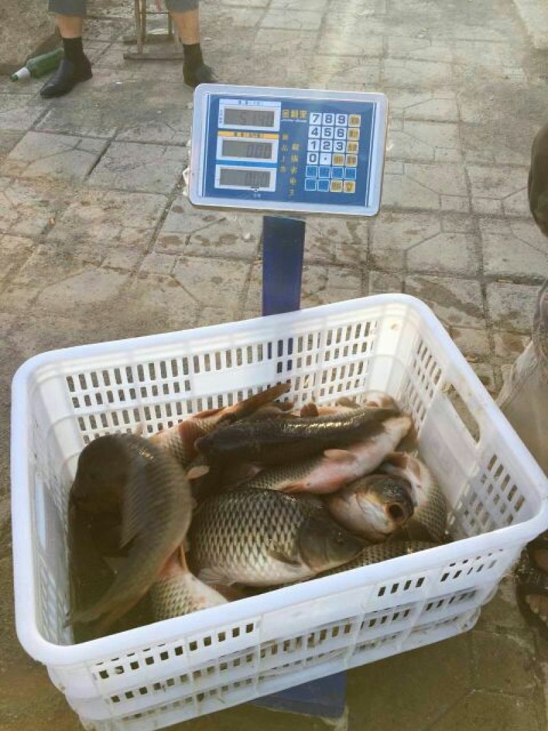 池鲤鱼食用1~2公斤