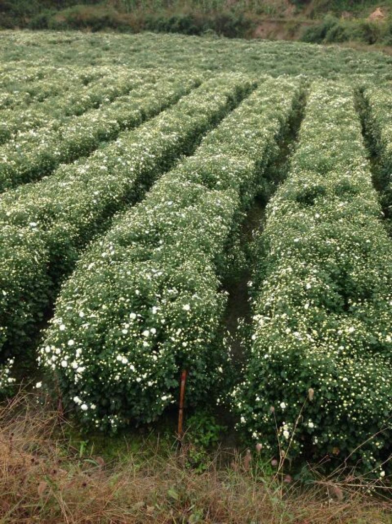 白菊花茶