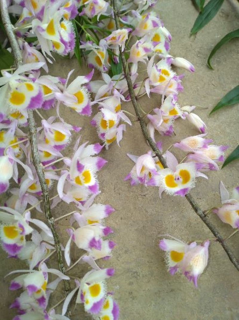 石斛黄草统条