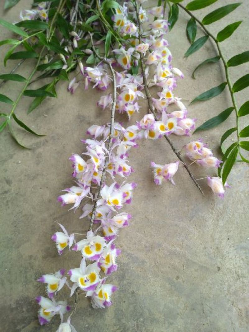石斛黄草统条