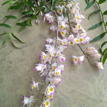 石斛黄草统条