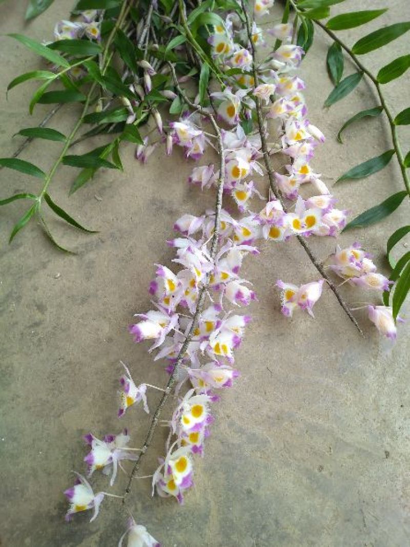 石斛黄草统条