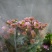 白菊花50~80cm