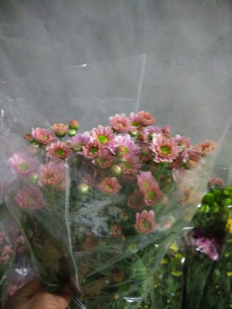 白菊花50~80cm