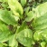 越冬菠菜20~25厘米