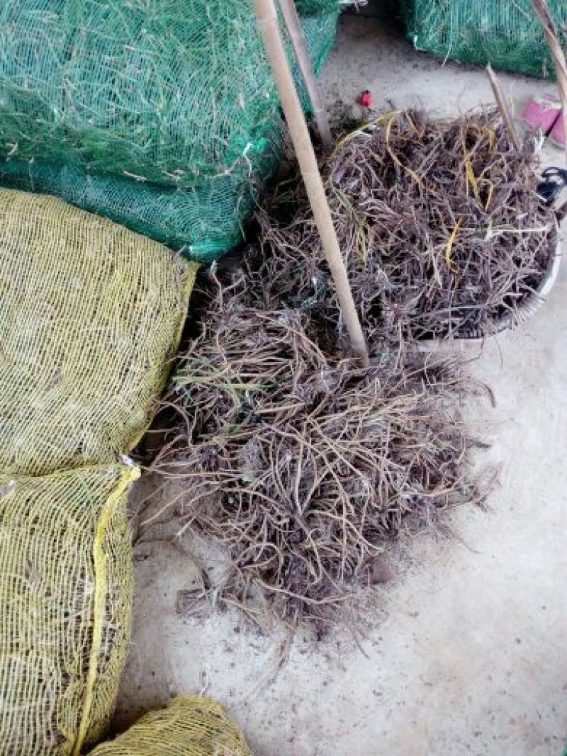 黄花菜种苗10cm以下