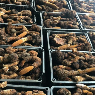 锁阳统货