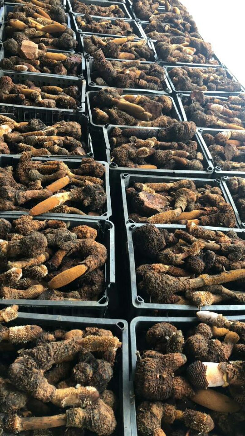 锁阳统货
