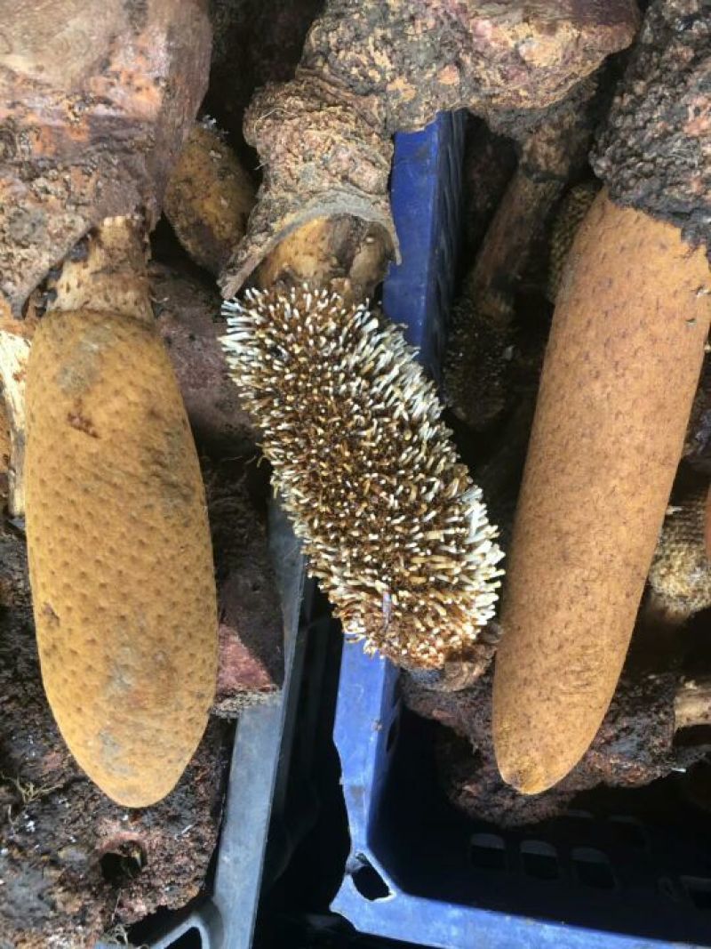 锁阳统货